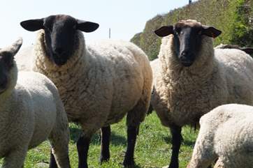 There are sheep and lambs....