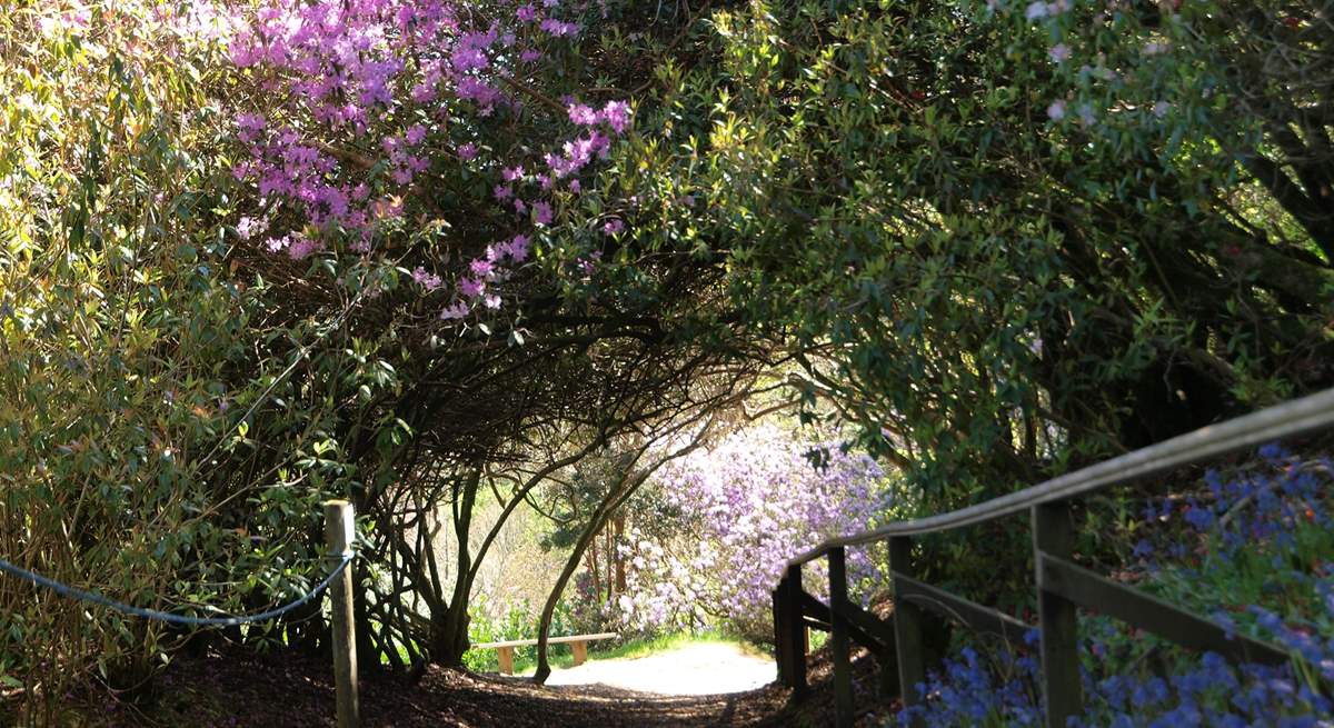 Caerhays Gardens are open daily from Monday 10th February- Sunday 8th June 2025. For opening times and information please visit the Caerhays Gardens website. 