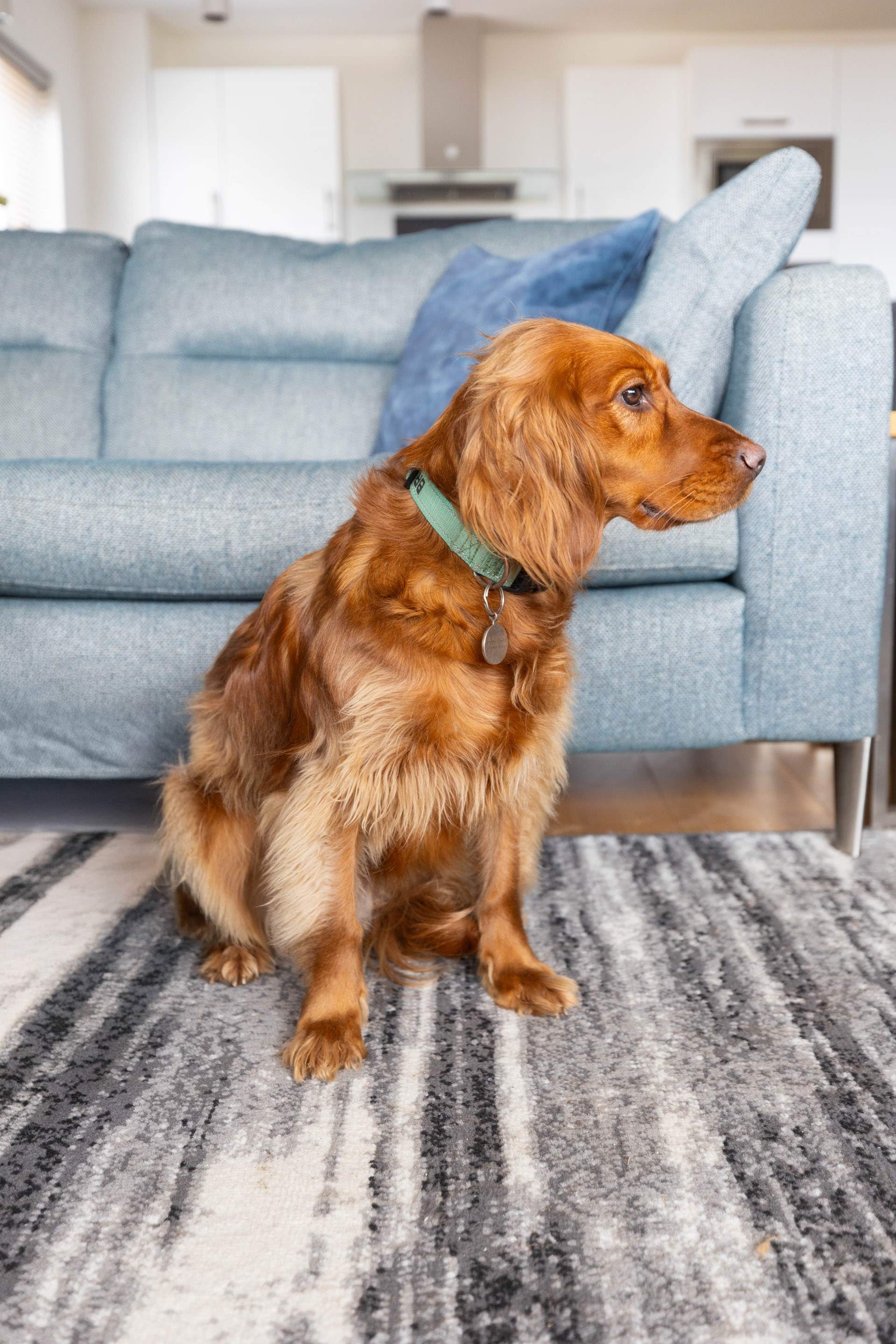 Your four legged friends will love their stay here too. 