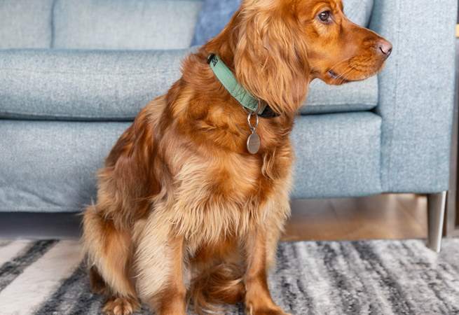 Your four legged friends will love their stay here too. 