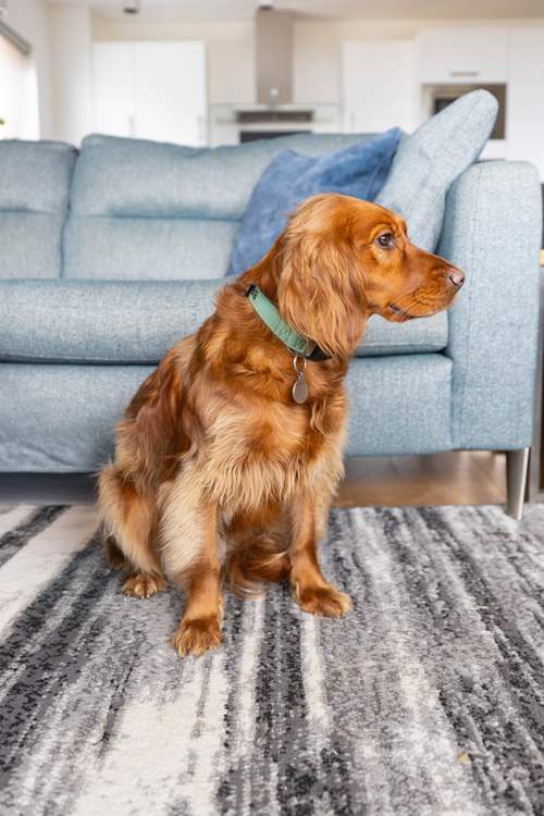 Your four legged friends will love their stay here too.