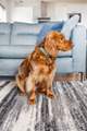 Your four legged friends will love their stay here too.