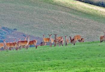 Head into the Quantocks for wonderful scenic walks and a possible sighting of some Red Deer.