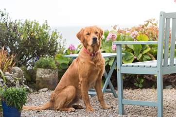 Dogs will love this house with coast paths and beaches to easily explore.