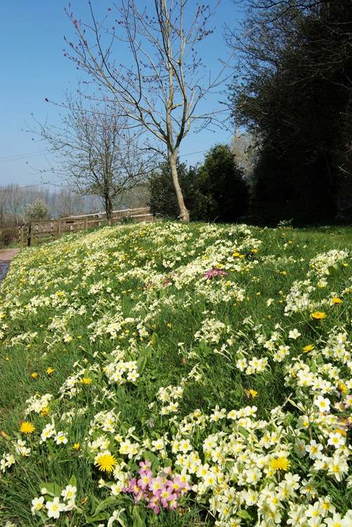 The spring flowers along the bank as you turn into Wadsbury Farm are stunning.