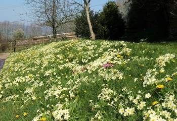 The spring flowers along the bank as you turn into Wadsbury Farm are stunning.