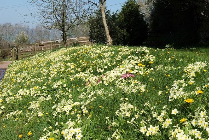 The spring flowers along the bank as you turn into Wadsbury Farm are stunning.