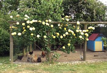 The chicken coop opposite the owners' cottage, covered in roses throughout the summer...what a lovely home for the lucky bantam hens!
