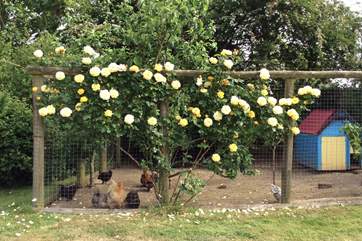 The chicken coop opposite the owners' cottage, covered in roses throughout the summer...what a lovely home for the lucky bantam hens!