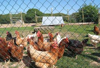 These are all rescue hens, so lucky to have been given a second home with loving owners.