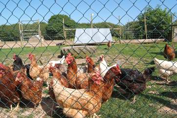 These are all rescue hens, so lucky to have been given a second home with loving owners.