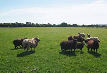 The sheep have acres in which to graze happily.