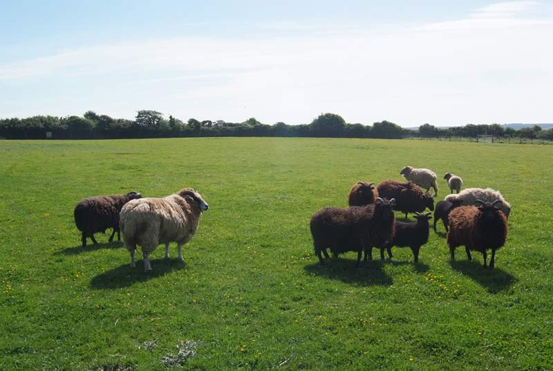 The sheep have acres in which to graze happily.