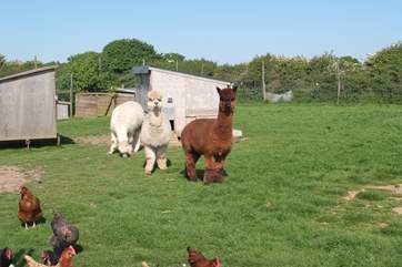The alpacas are happy to share fields with the hens and sheep.