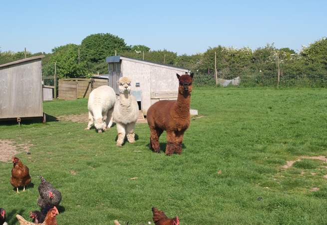The alpacas are happy to share fields with the hens and sheep.