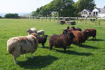 The sheep are a mix of different breeds, all inquisitive and likely to come and say hello when you walk around the edge of their field.