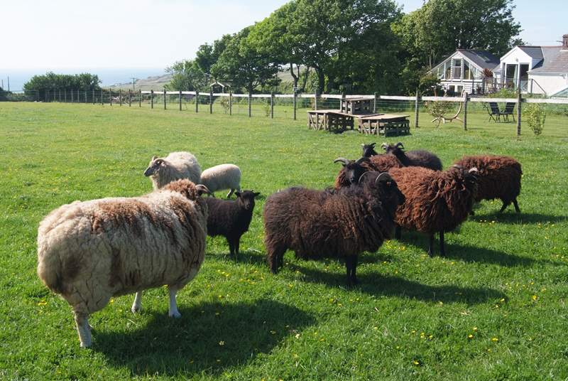 The sheep are a mix of different breeds, all inquisitive and likely to come and say hello when you walk around the edge of their field.