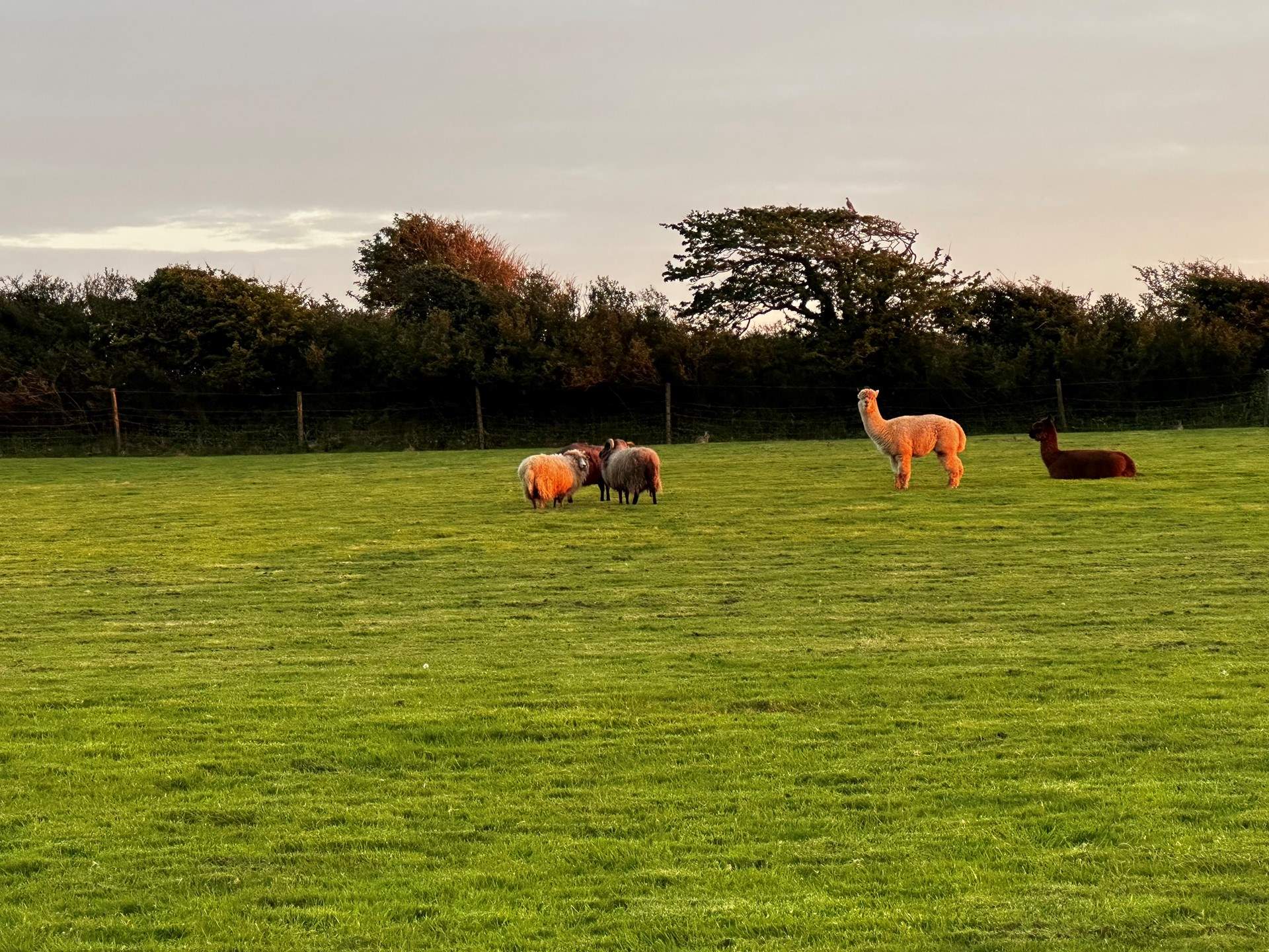 Happy alpacas that live on this small holding. 