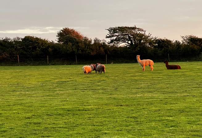 Happy alpacas that live on this small holding. 