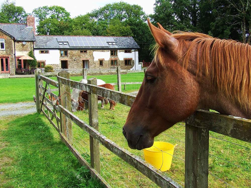 A resident horse with Oak Leaf in the background.