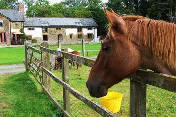 A resident horse with Oak Leaf in the background.