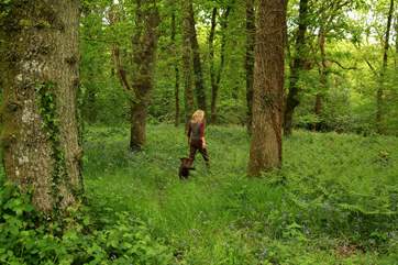 Beautiful walks through the Owners' woods.