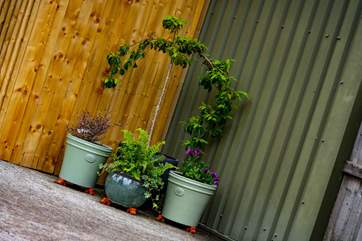 The gardens are filled with pots of colour.