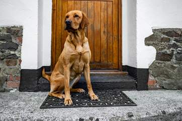 We know your hounds will love the back garden and the open space to explore North Devon. We just ask they are on their best behaviour.