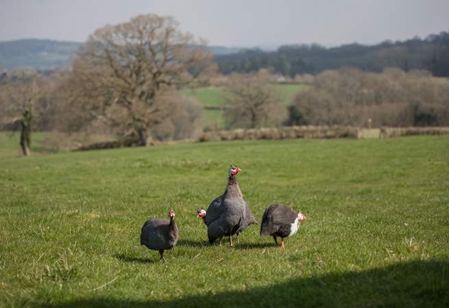You may see these delightful guinea fowl around the farm.