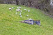 Don't forget to keep an eye out for the lambs playing in the fields.