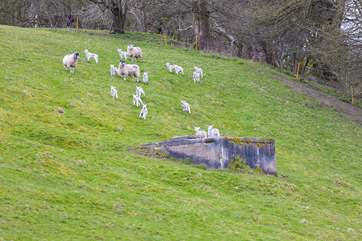 Don't forget to keep an eye out for the lambs playing in the fields.
