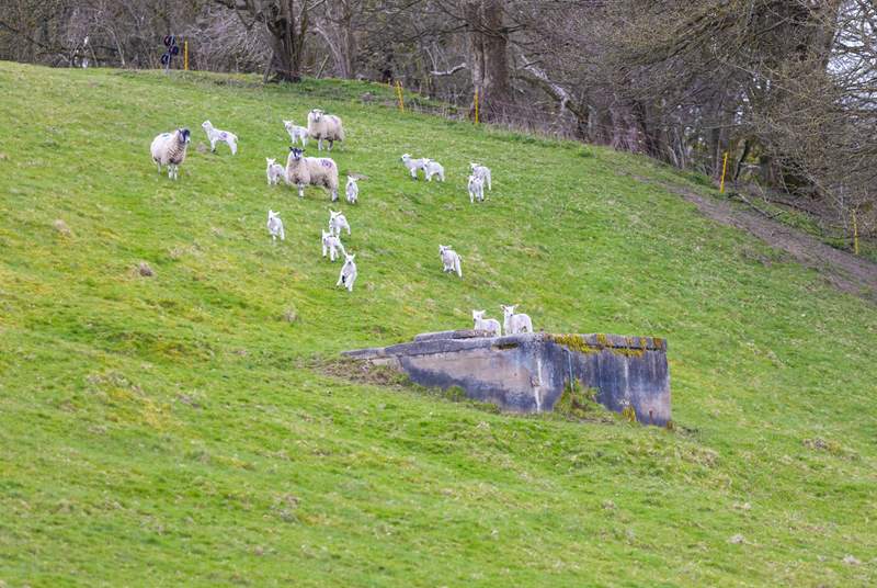 Don't forget to keep an eye out for the lambs playing in the fields.