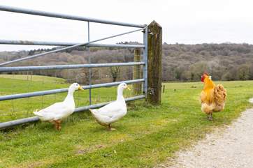 Look out for the resident chicken and ducks wandering around.