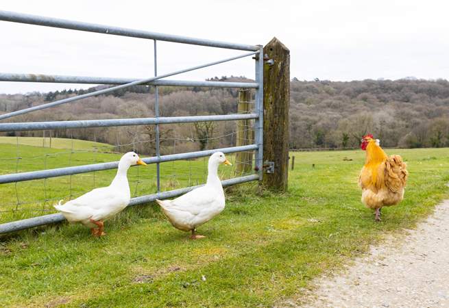 Look out for the resident chicken and ducks wandering around. 
