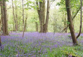 These beautiful bluebell woods are a two minute walk down the lane.