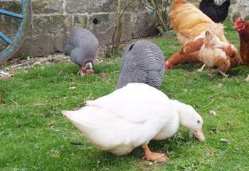 Free-range farmyard ducks, chickens and guinea fowl will delight children.