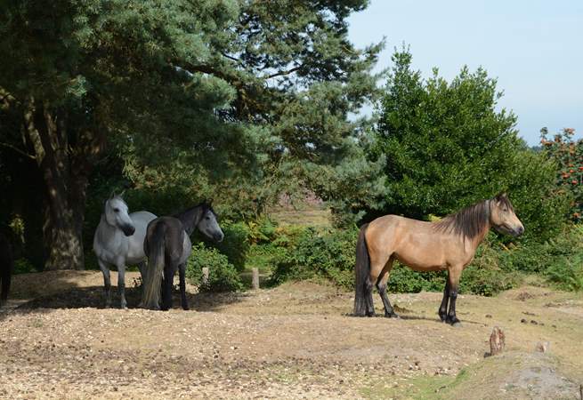 The New Forest National Park has ponies, cattle and pigs roaming free.