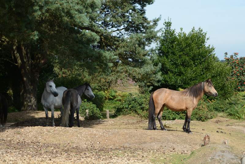 The New Forest National Park has ponies, cattle and pigs roaming free.