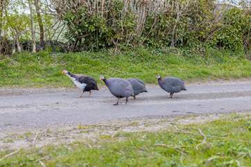 These delightful guinea fowl wander around the farm.