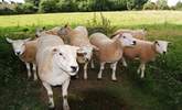 The sheep live in an adjacent meadow - they all have their own names! - Thumbnail Image