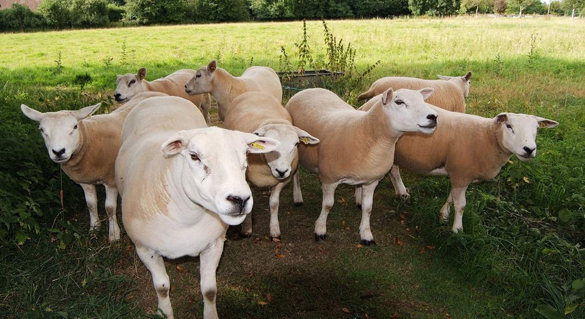 The sheep live in an adjacent meadow - they all have their own names!