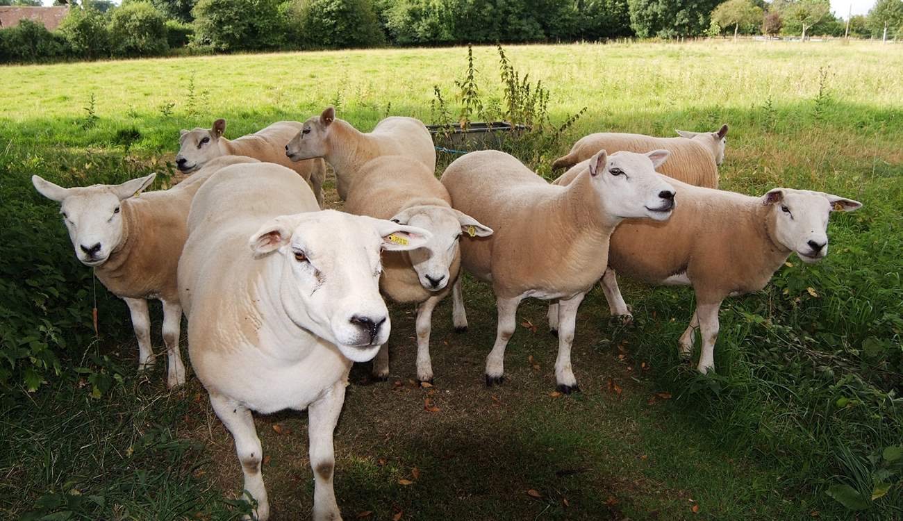 The sheep live in an adjacent meadow - they all have their own names!