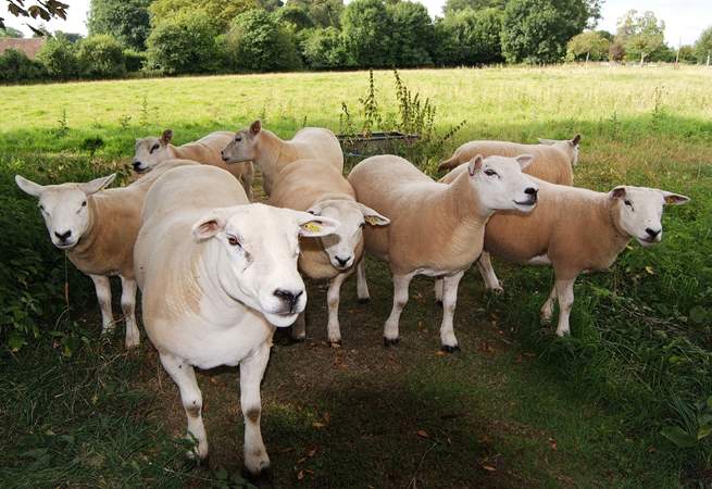 The sheep live in an adjacent meadow - they all have their own names!