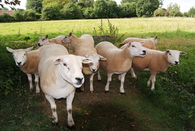The sheep live in an adjacent meadow - they all have their own names!