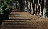 This grand avenue of trees links the Manor House gardens to The Pump House. - Thumbnail Image