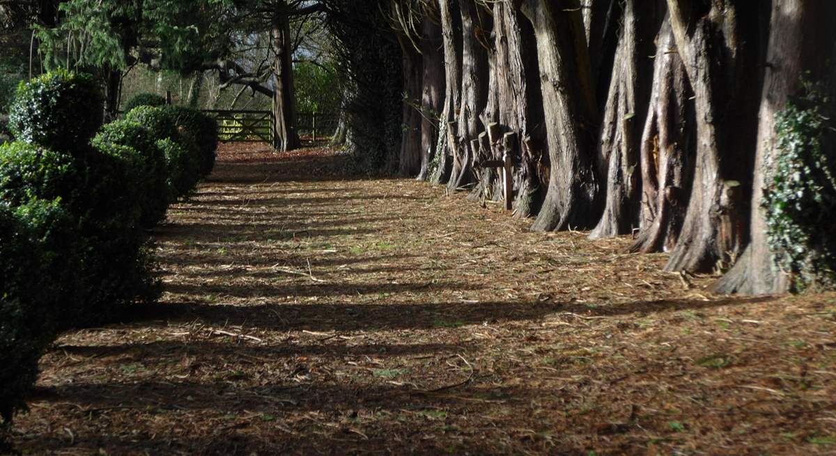 This grand avenue of trees links the Manor House gardens to The Pump House.