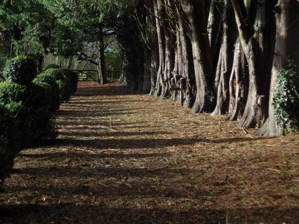 This grand avenue of trees links the Manor House gardens to The Pump House.