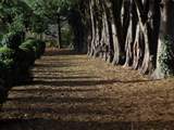 This grand avenue of trees links the Manor House gardens to The Pump House.