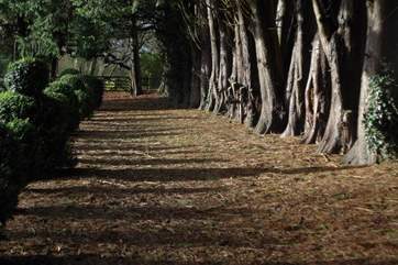 This grand avenue of trees links the Manor House gardens to The Pump House.