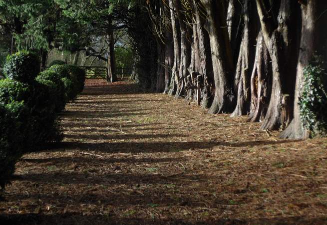 This grand avenue of trees links the Manor House gardens to The Pump House.